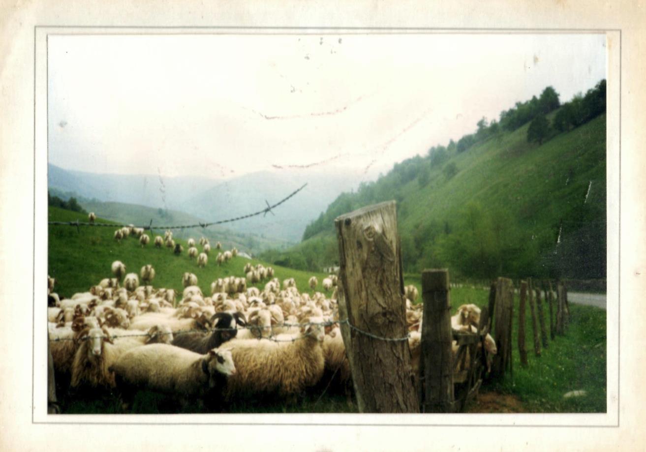 moutons.jpg