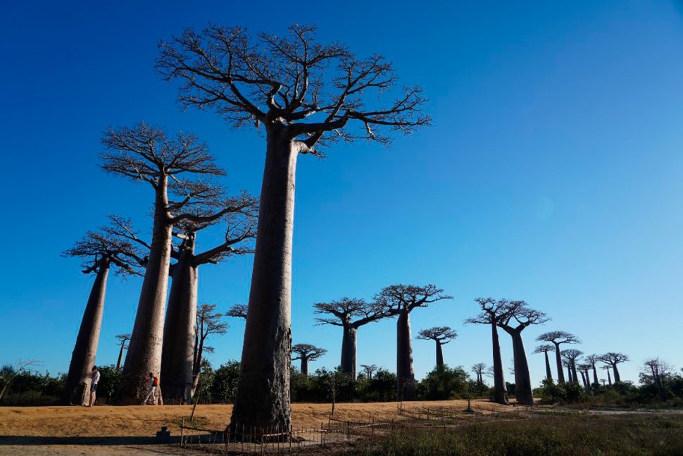Baobab Marley.jpg