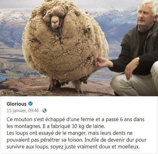 mouton_pas_mouton.jpg