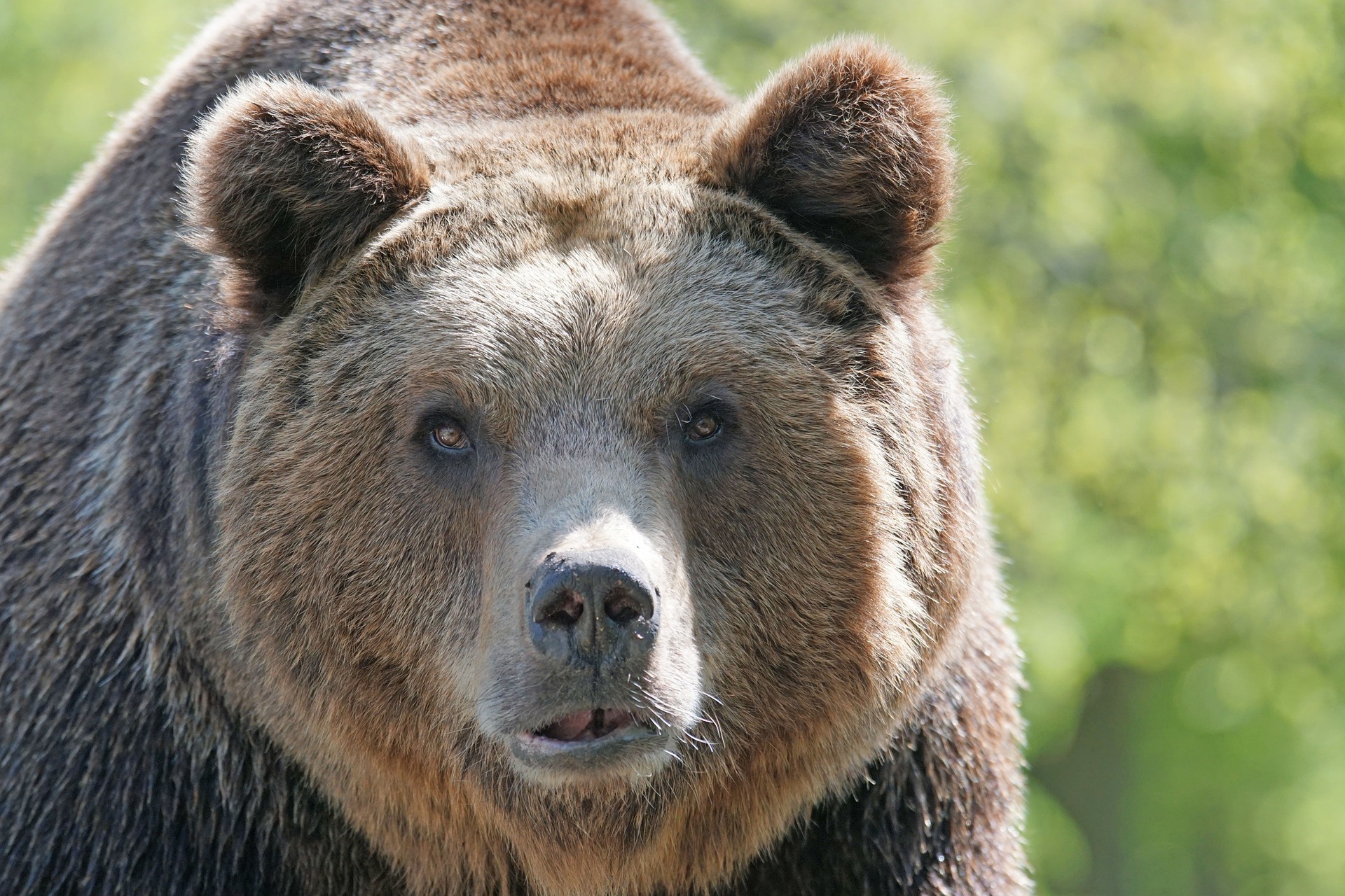 brown-bear-858720_1920.jpg