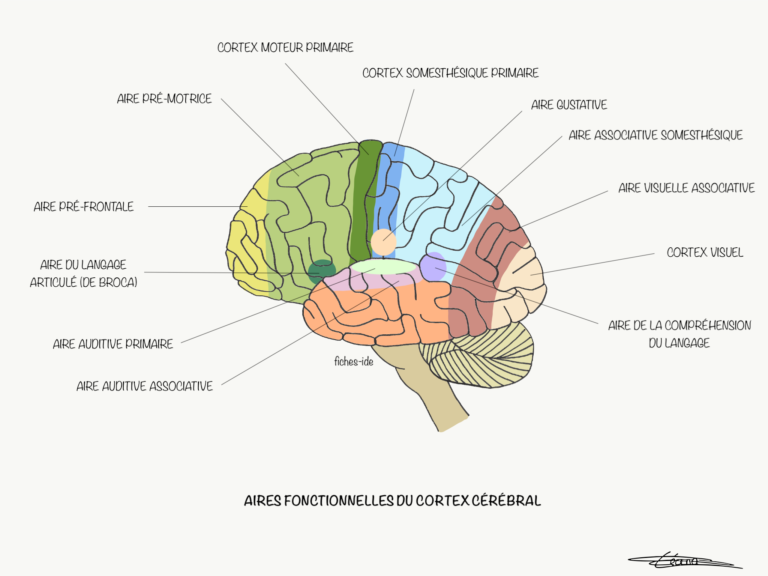 53.-Aires-fonctionnelles-du-cortex-cérébral-768x576.png