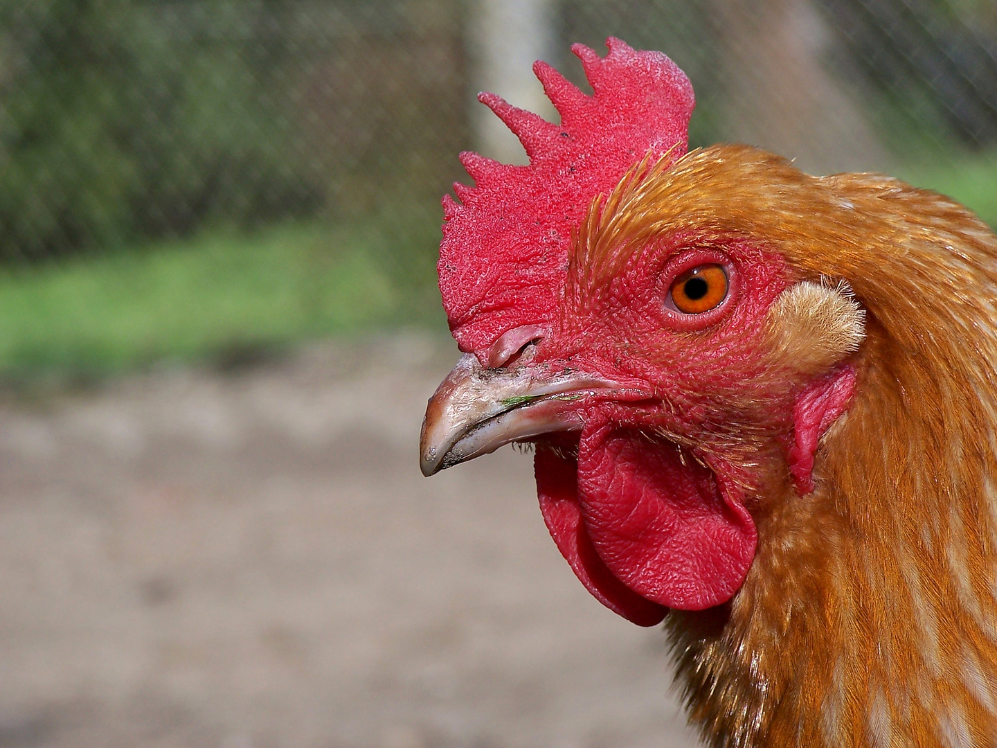 la-poule-rousse-6d555603-c9e8-4208-b439-27eb1c68c084.jpg