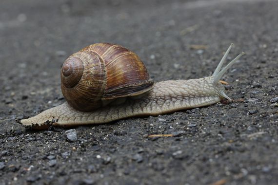 escargot-de-bourgogne.jpg