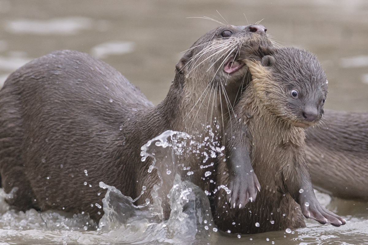 Comedy-Wildlife-Photography-Chee-Kee-Teo-Time-for-school.jpg