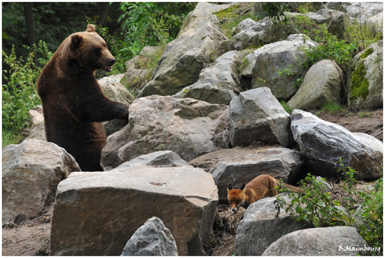 l-ours-et-le-renard.jpg