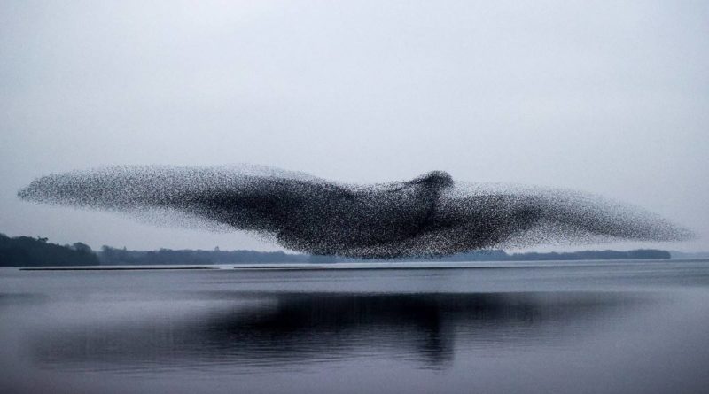 Un-troupeau-detourneaux-forme-une-silhouette-dun-oiseau-au-dessus-dun-lac-en-Irlande3.jpg