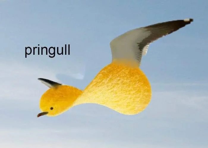 Seagull.jpg