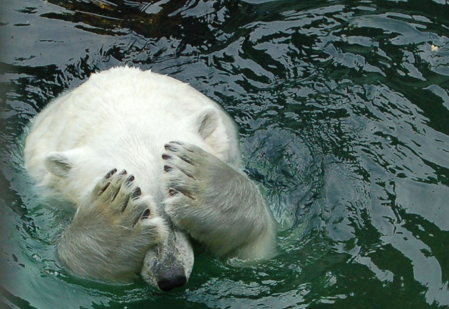 ours-polaire-j-veux-pas-voir.jpg