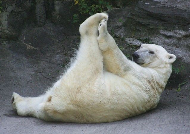 ours-blanc-gym-stretching.jpg