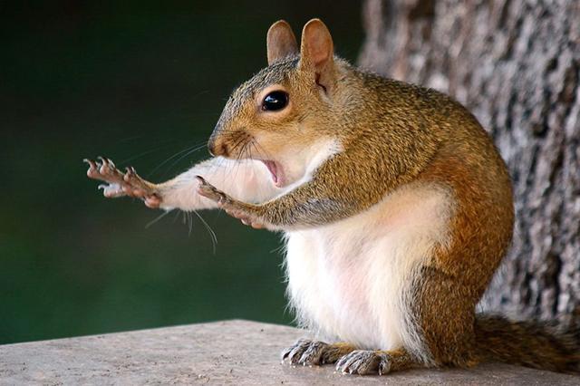 comedy-wildlife-photography-awards-finalists-2018-24-5b9b5781852a1__880_imagefull.jpg