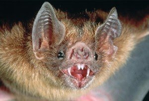 chauve-souris-vampire1.jpg