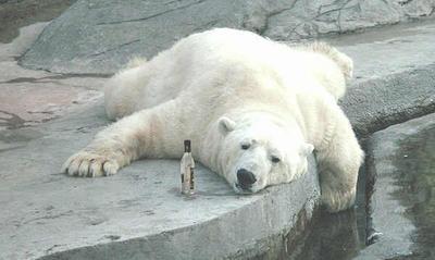 drunk_bear.jpg