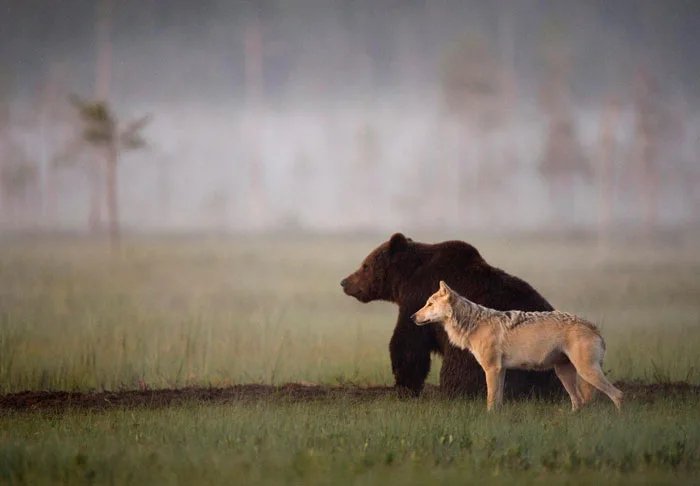 This-wolf-and-bear-pair-were-documented-travelling-hunting-and-sharing-food-together-for-10-days.jpg