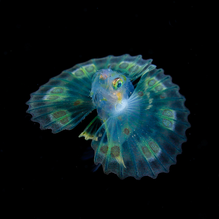 underwater-photographer-microscopic-plankton-photos-1.jpg