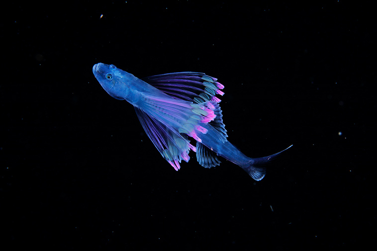 underwater-photographer-microscopic-plankton-photos-4.jpg