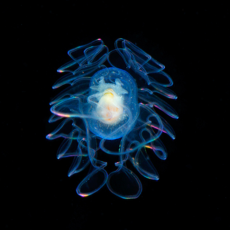 underwater-photographer-microscopic-plankton-photos-12.jpg
