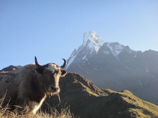 himalayan-yak-and-mount.jpg