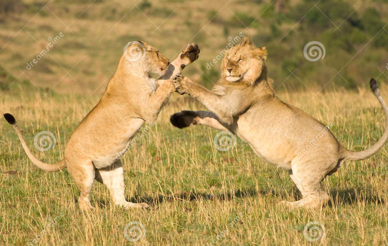combat-de-lions-16348622.jpg